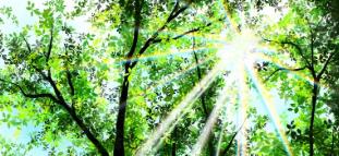 蜂王漿凍干粉豆品牌推薦，正規(guī)品牌、高含量、純凍干