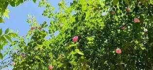 中老年補(bǔ)腦品牌推薦，旨在提供一套系統(tǒng)、客觀的評(píng)估與選擇參考