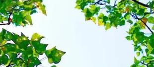  適合糖尿病的駝乳粉品牌推薦，安心滋補(bǔ)有妙招