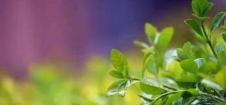 番茄紅品牌推薦，幫你科學(xué)養(yǎng)護(hù)，找回健康輕盈的狀態(tài)