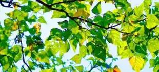 番茄紅素品牌推薦，優(yōu)先考慮含量充足、配比合理且經(jīng)過(guò)嚴(yán)格檢測(cè)的產(chǎn)品